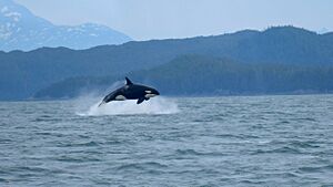Killer whale in Alaska