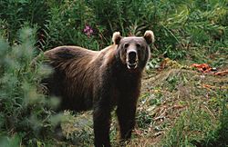 Kodiak Brown Bear.jpg