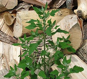 Lambsquarters growing by wood pile