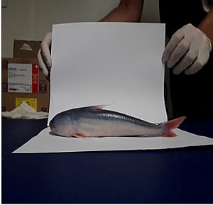 Lateral view of "Candiru-Açu", Caracará, Humaitá, Amazonas.jpg