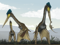 Life restoration of a group of giant azhdarchids, Quetzalcoatlus northropi, foraging on a Cretaceous fern prairie