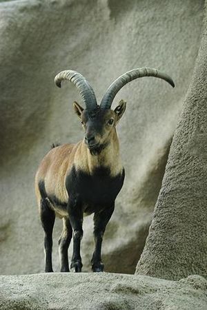 Lightmatter ibex