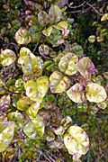 Lophomyrtus bullata by Peter de Lange.jpg