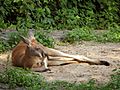 Macropus-rufus-red-kangaroo-resting