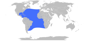 Makaira nigricans Range Map.svg