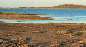 Malagasy plover breeding habitat