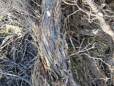Melaleuca araucarioides (bark)