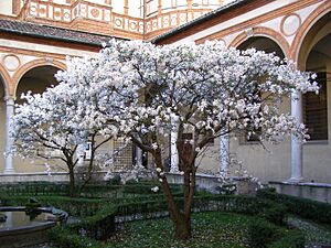 Milano Santa Maria delle Grazie ogrod