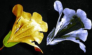Mimulus nectar guide UV VIS