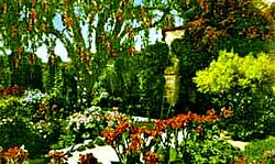 Mission San Juan Capistrano pepper tree postcard 1920