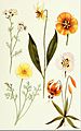 NIE 1905 California - flora