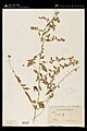 NYBG varHorizontale 1852241