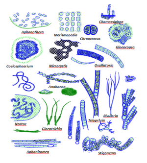 Nitrogen-fixing cyanobacteria