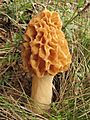 Old holiday shot of Morchella esculenta (GB= Morel mushroom, D= Speise-Morchel, NL= Gewone morielje) - panoramio