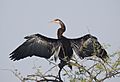 Oriental Darter Anhinga melanogaster by Dr. Raju Kasambe DSCN6435 (3)