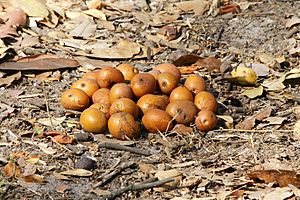 Parinari curatellifolia (fruit).jpg