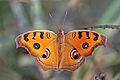 Peacock pansy (Junonia almana almana) dry season form Nepalgunj