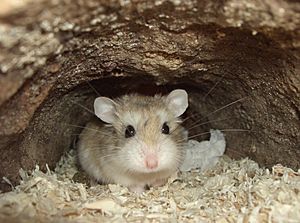 Lifespan of Dwarf Hamster.