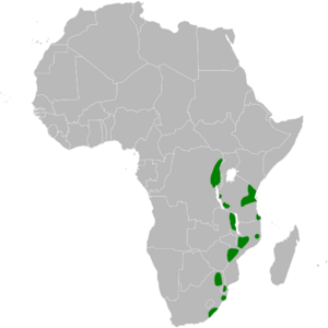 Phyllastrephus flavostriatus distribution map.png