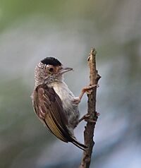Plain-breasted piculet Facts for Kids