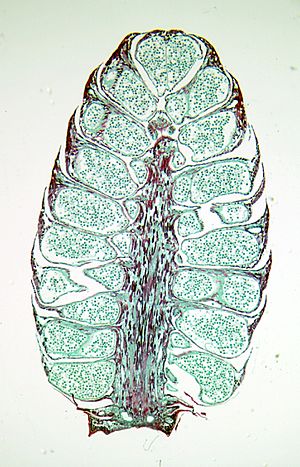Pinus pollen cone LS
