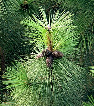 Pinus ponderosa cones