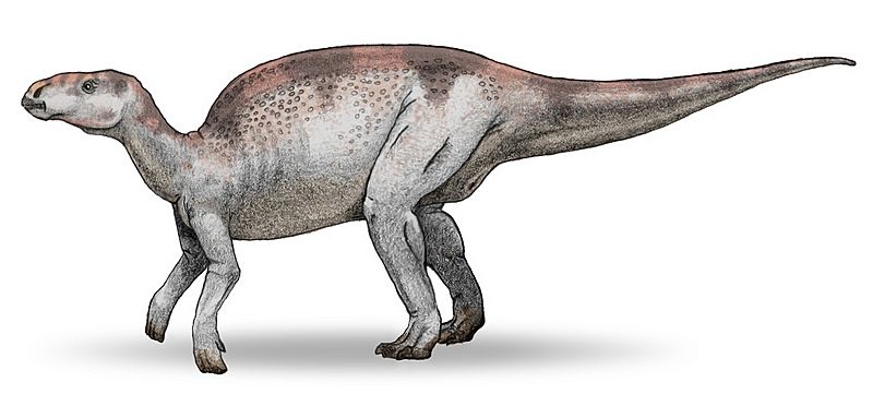 Probactrosaurus v3