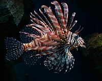 Pterois volitans Cologne Zoo 31122014 3.jpg