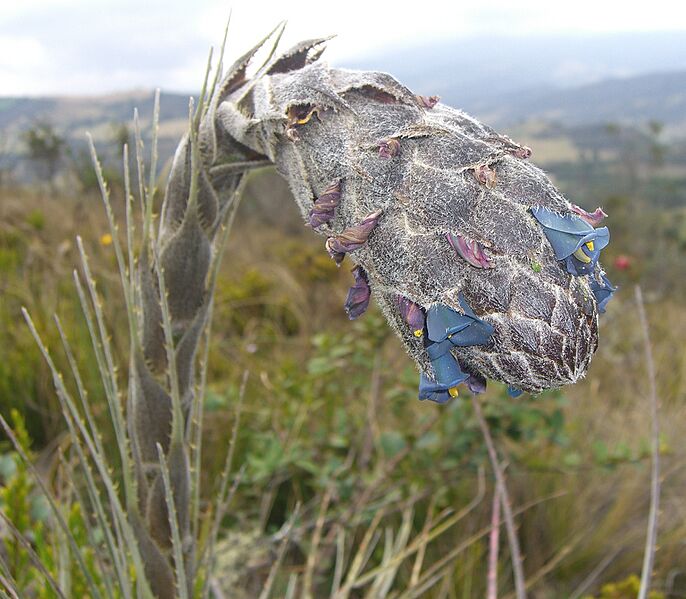 Puya lineata (4)
