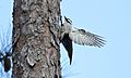 Red-cockaded Woodpecker (Picoides borealis) (32306278790)