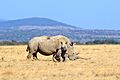 Rhino in Solio Reserve