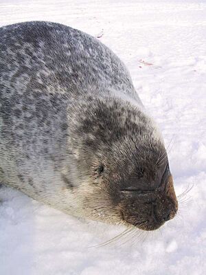 Ringedsealportrait