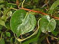 Rosaceae - Pyrus pyraster-1
