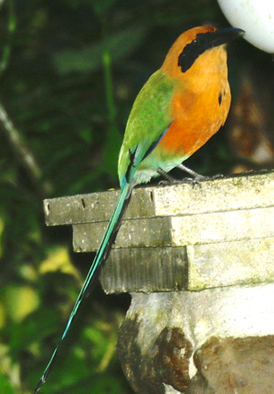 Rufous Motmot