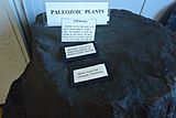 Rutgers University Geology museum exhibit of Paleozoic plants