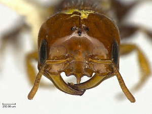 SMO290071 Macrotera portalis male face.tif