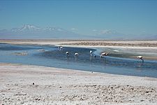 Salar de Atacama Pular