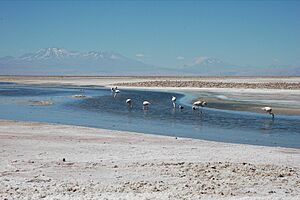 Salar de Atacama Pular