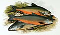 Salvelinus alpinus