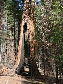 Sequoiadendron giganteum 08165