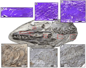 Soft tissue structures in Platecarpus