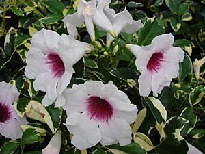 Starr 070906-9102 Pandorea jasminoides