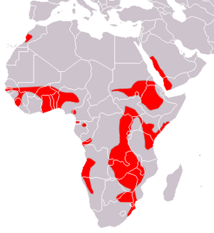 Sundevall's Roundleaf Bat area.png