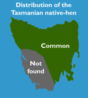 Tasmanian Native-hen-Dist.gif
