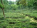 Tea Garden in Malini chora Sylhet Bangladesh (3)
