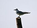 Tern in Chilka, Orissa I IMG 9309