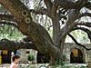 Texas Live Oak Quercus fusiformis.jpg