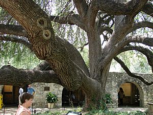 Texas Live Oak Quercus fusiformis.jpg