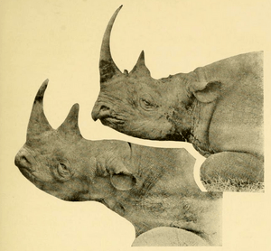 The Big Game of Africa (1910) - Black & White Rhinos