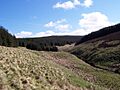 The Clay Burn emerges out of the Uswayford Forest - geograph.org.uk - 1307514